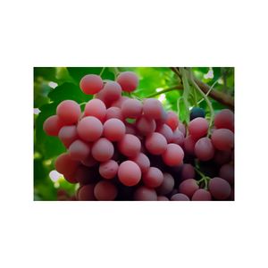 Uva Red Globe